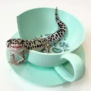 Snoozy pet teacup