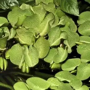  Tropica Salvinia Auriculata 1-2 Grow! Aquarium Plant 