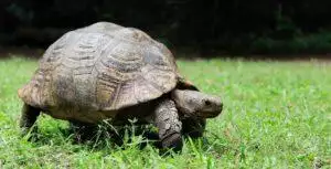 5 Best Tortoises For beginners