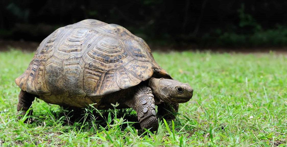 5 Best Tortoises For Beginners Petz