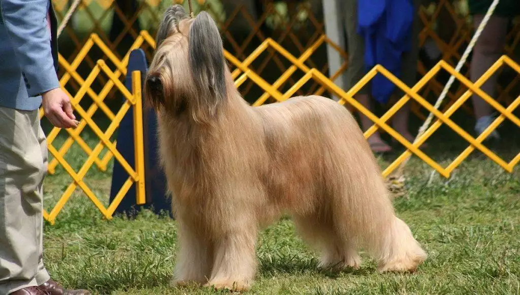 A Guide To Crufts