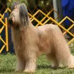 Crufts 2026: All You Need To Know