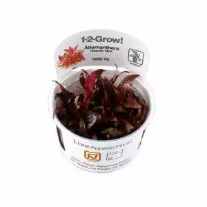 Alternanthera Reineckii