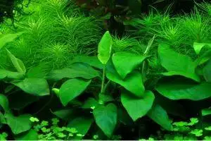 Anubias