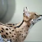What Are Savannah Cats? Breed Profile & Information