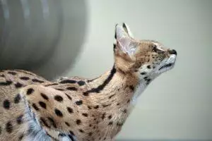 Are Savannah Cats Legal