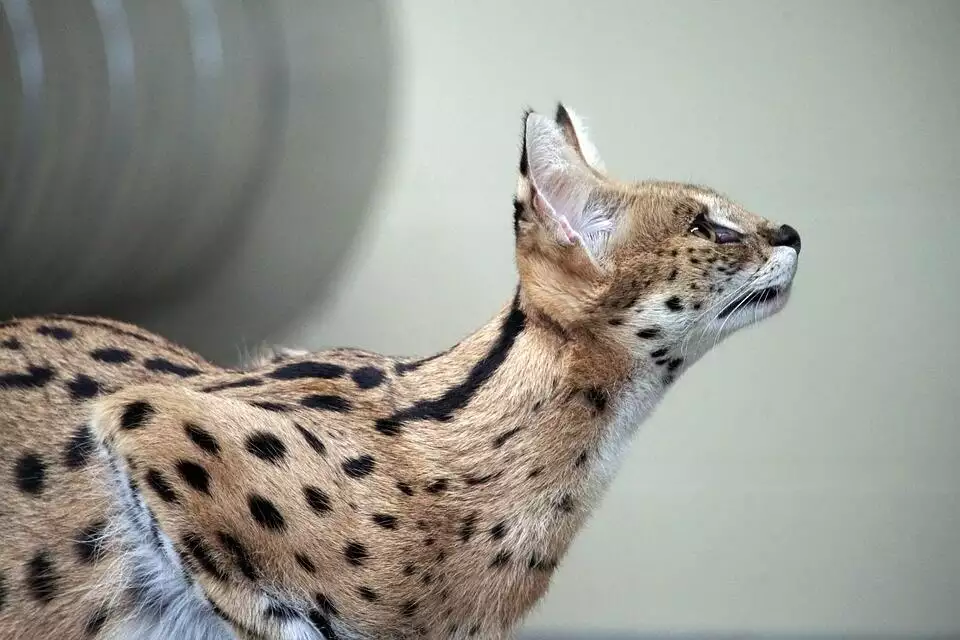 Are Savannah Cats Legal