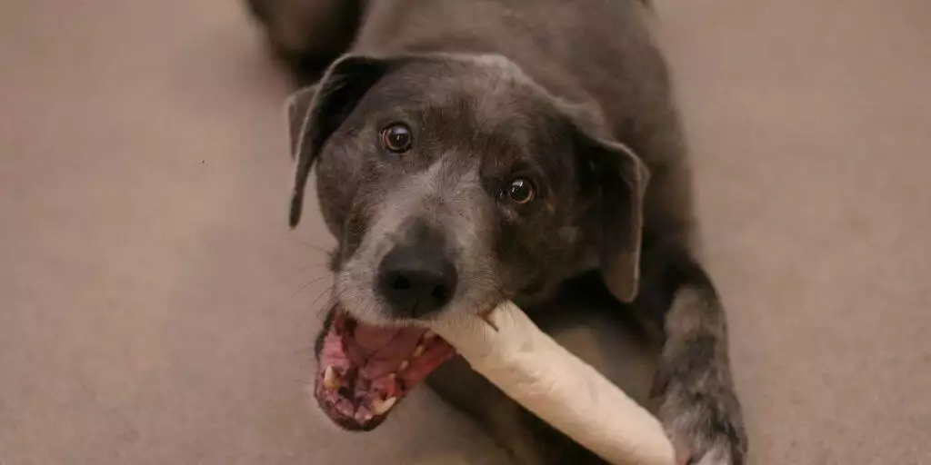 Labrador dog with rawhide chew in mouth