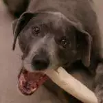 Can Dogs Have Rawhide Chews?