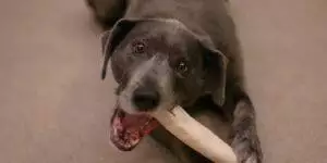 Can Dogs Have Rawhide Chews?
