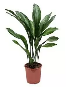 Aspidistra Cast Iron Plant