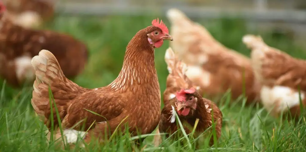 Flock of brown chickens in a field of grass