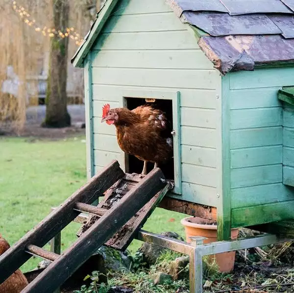 Chicken coming out of <a href=
