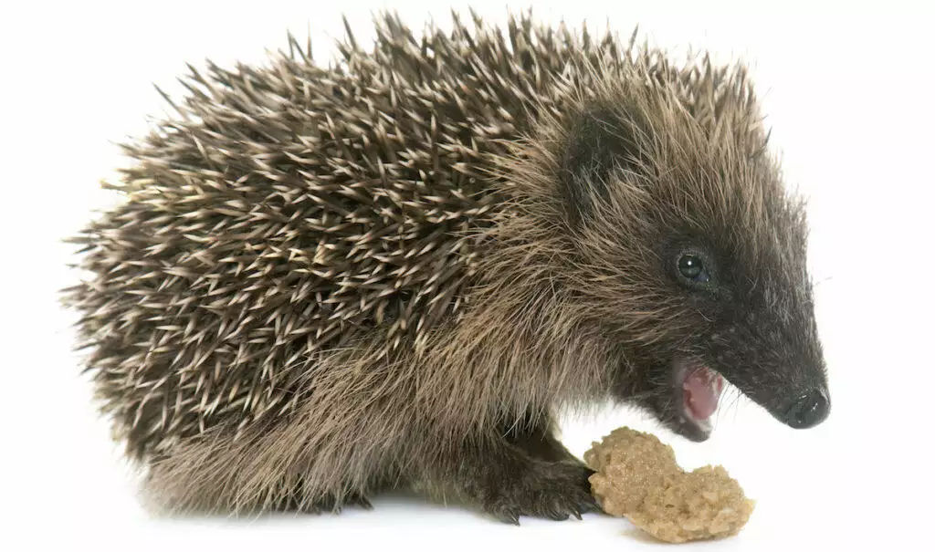 baby hedgehog <a href=