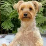 Pampered Pups: How The World Of Doggy Daycare Is Changing