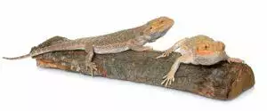 Bearded Dragon Care Guide