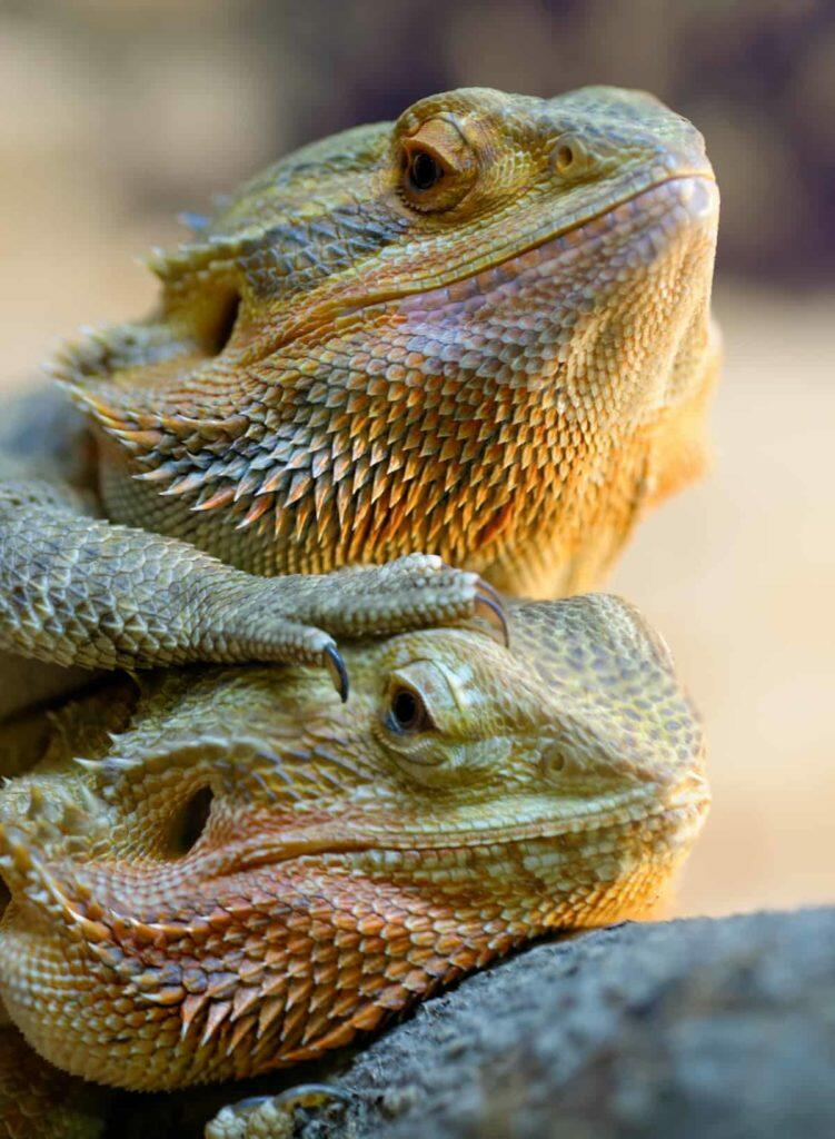 Bearded Dragon Care Guide Petz