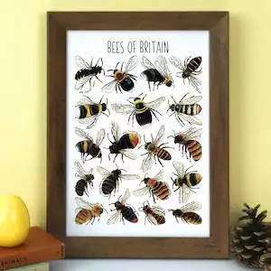 Bees Of Britain Wildlife Watercolour Print