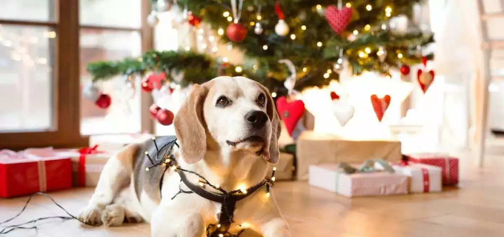 Best Advent Calendar for Dogs