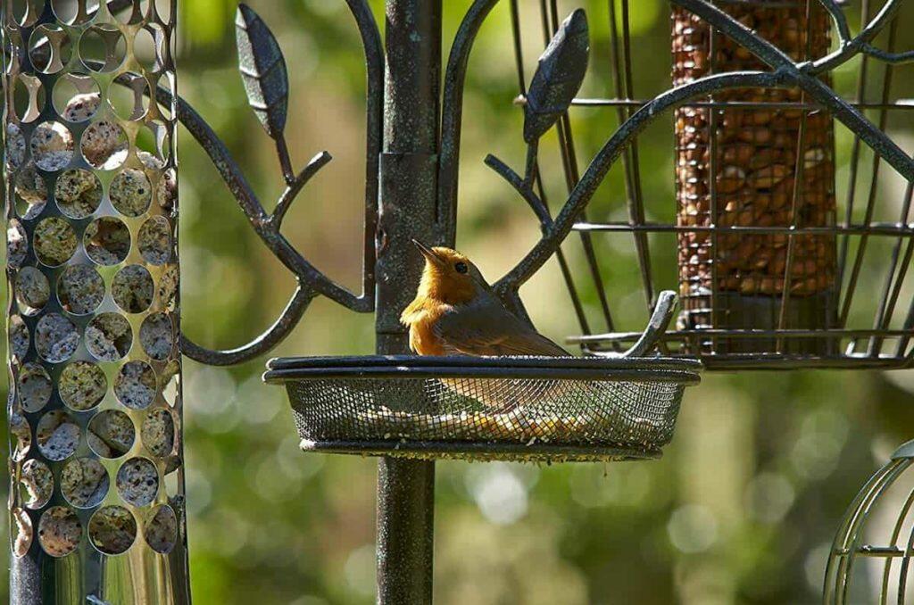 best bird feeding stations