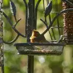 Bird Feeding Stations