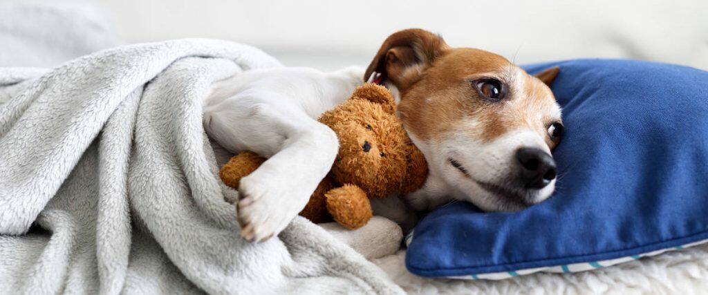 Best Calming Aids For Dog