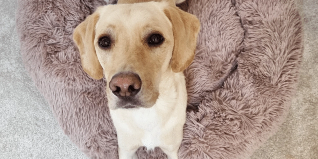 Best Calming Dog Bed Uk Leo