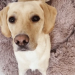 Best Calming Dog Beds for 2026: Vet-Reviewed Anti-Anxiety Guide