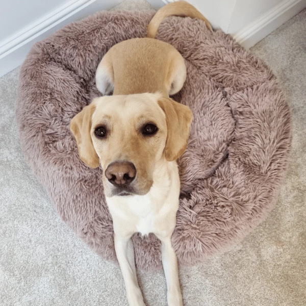Woof Inc Calming Dog Bed