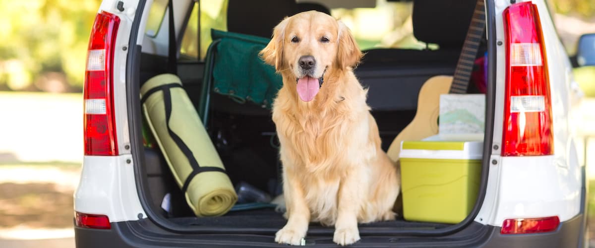 Best Dog Car Crates Reviewed for 2023 Petz