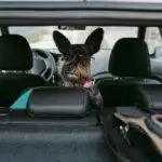 Dog Car Seat Covers