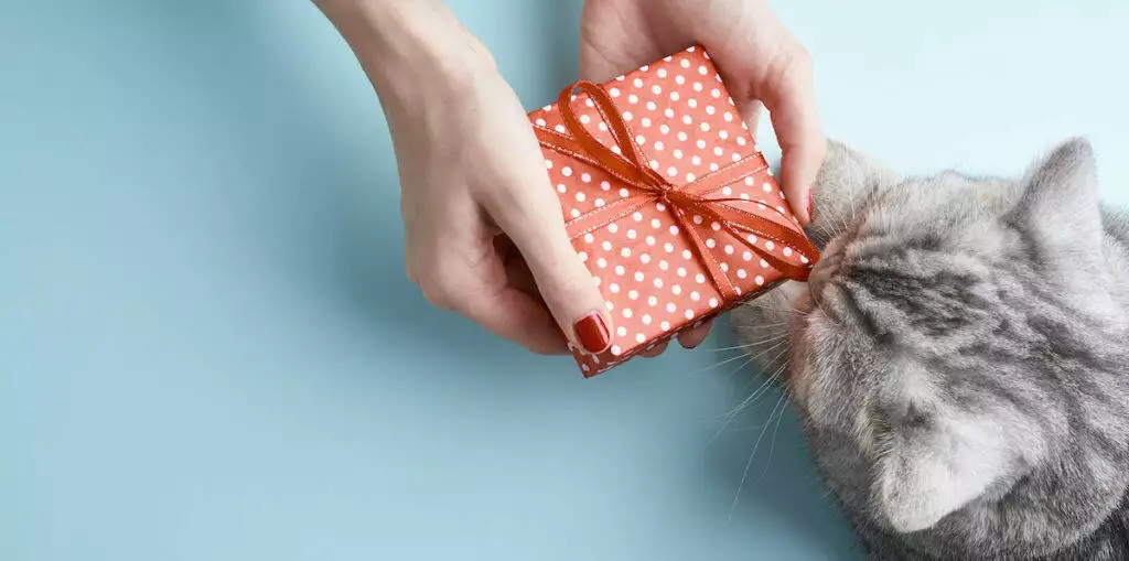 Best Cat Christmas Advent Calendars
