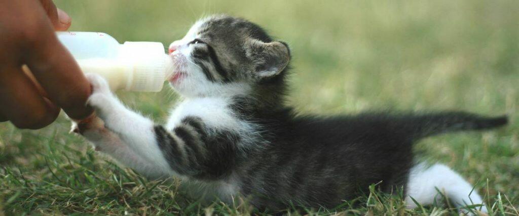 Best Cat Milks For Cats And Kittens