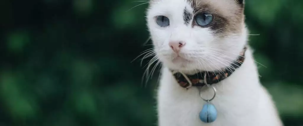 Best Cat Tracker GPS Activity Monitor