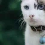 Cat GPS & Activity Trackers