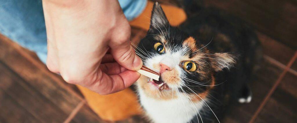 Best Cat Treats