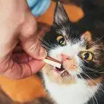 Best Cat Treats UK 2026: Training, Dental & Freeze-Dried Reviewed