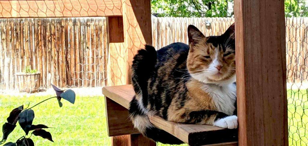 Best Catio Outdoor Cat Enclosure