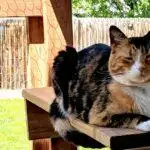 Cat Enclosures (Catio)
