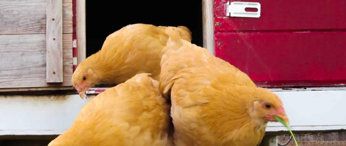 Best Chicken Coops Reviewed for 2022 Petz