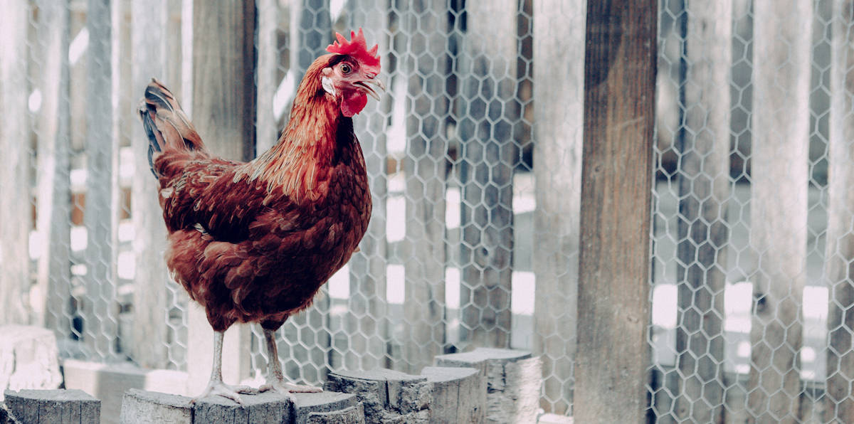 Best Chicken Runs Reviewed for 2022 Petz