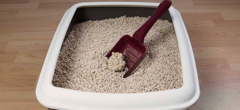 Best Clumping Cat Litter