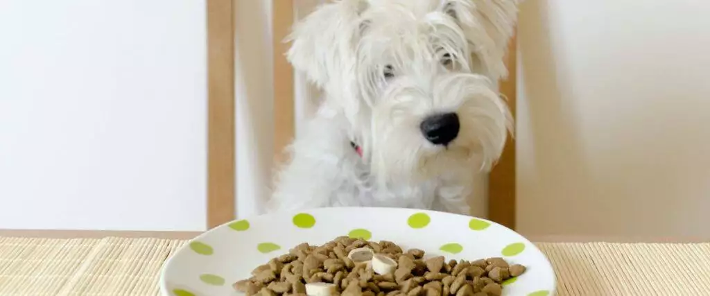 Best Cold Pressed Dry Dog Food