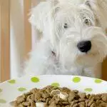 Best Cold Pressed Dog Food UK 2026: Wilsons, Forthglade & More Reviewed