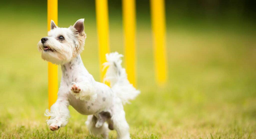 Best Dog Agility Equipment Obstacle Course
