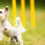 Dog Agility Equipment