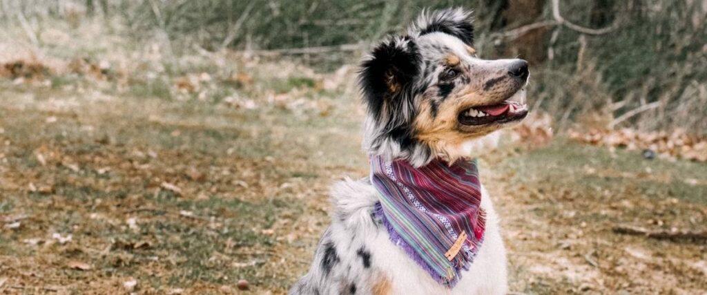 Best Dog Bandanas