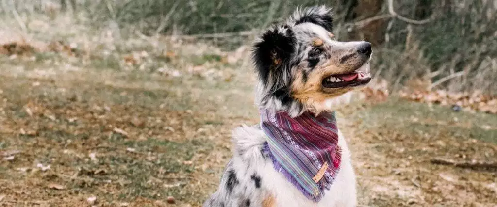 Best Dog Bandanas
