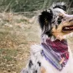 Dog Bandanas