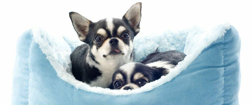 Best Dog Beds